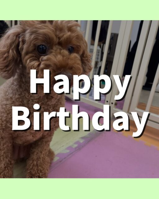 もこちゃん🐶
お誕生日おめでとうございます🎂👏🏻
お母さんを見つめている姿可愛すぎました!
園内では体験に来たこやニコペットにいる子達と挨拶したり、スタッフに名前呼ばれると嬉しそうに来てくれました😊
🐾🐶愛犬のお悩みご相談ください🐶🐾
@kenkohmura_official
↑フォロー待ってます↑
〒955-0091 新潟県三条市上須頃大割428−1
☎︎ 0256-35-3999
✉️ info@kenkohmura.jp
HP: http://kenkohmura.jp
LINE: https://lin.ee/7LIz5sb
#犬幸村#犬の幼稚園 #吠える噛む #犬のしつけ #トイレ
トイプードル トイプードル大好き トイプードル可愛い