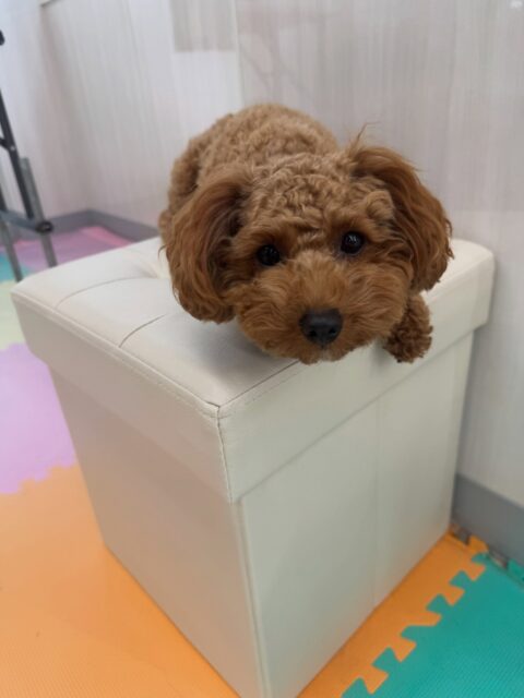 モカちゃん🐶
本日はふうちゃんやププちゃん、コハクちゃん達にちょっかいを出されてなんだよ‼️と園内を追いかけてみたり、ナッツちゃんが気になって自分から挨拶をしてみたりして過ごしていました🤭
🐾🐶愛犬のお悩みご相談ください🐶🐾
@kenkohmura_official
↑フォロー待ってます↑
〒955-0091 新潟県三条市上須頃大割428−1
☎︎ 0256-35-3999
✉️ info@kenkohmura.jp
HP: http://kenkohmura.jp
LINE: https://lin.ee/7LIz5sb
#犬幸村#犬の幼稚園 #吠える、噛む #犬のしつけ #トイレ
トイプートイプー可愛いトイプー倶楽部トイプー可愛いすぎるトイプー大好き