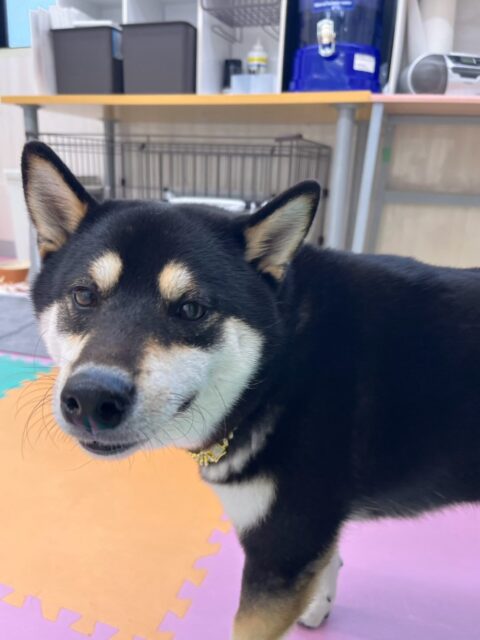 北斗ちゃん🐶
本日はコタローちゃんやニコペットのちびっ子達にたくさんちょっかいを出されたり、みんなに匂いを嗅がれたりして過ごしていました🤭
夕方にはテンションが上がってきてスタッフと追いかけっこを楽しんでくれて可愛かったです😍
🐾🐶愛犬のお悩みご相談ください🐶🐾
@kenkohmura_official
↑フォロー待ってます↑
〒955-0091 新潟県三条市上須頃大割428−1
☎︎ 0256-35-3999
✉️ info@kenkohmura.jp
HP: http://kenkohmura.jp
LINE: https://lin.ee/7LIz5sb
#犬幸村#犬の幼稚園 #吠える、噛む #犬のしつけ #トイレ
柴犬柴犬可愛い柴犬大好き柴犬倶楽部柴犬可愛いすぎる