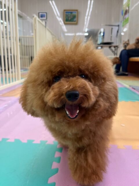 ププちゃん🐶
本日もニコペットのちびっ子達やコタローちゃんやぽん太達と走り回ったり、みんなでワンプロを仕掛けあったりして過ごしていました🤭
🐾🐶愛犬のお悩みご相談ください🐶🐾
@kenkohmura_official
↑フォロー待ってます↑
〒955-0091 新潟県三条市上須頃大割428−1
☎︎ 0256-35-3999
✉️ info@kenkohmura.jp
HP: http://kenkohmura.jp
LINE: https://lin.ee/7LIz5sb
#犬幸村#犬の幼稚園 #吠える、噛む #犬のしつけ #トイレ
トイプートイプー可愛いトイプー倶楽部トイプー可愛いすぎるトイプー大好き
