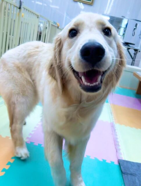 くーちゃん🐶
本日もニコペットのちびっ子達やちまきちゃん、メロちゃん達と一緒にたくさん走り回ったり、みんなで激しいワンプロを繰り広げていました🤭
🐾🐶愛犬のお悩みご相談ください🐶🐾
@kenkohmura_official
↑フォロー待ってます↑
〒955-0091 新潟県三条市上須頃大割428−1
☎︎ 0256-35-3999
✉️ info@kenkohmura.jp
HP: http://kenkohmura.jp
LINE: https://lin.ee/7LIz5sb
#犬幸村#犬の幼稚園 #吠える、噛む #犬のしつけ #トイレ
ゴールデンレトリバーゴールデンレトリバー可愛いゴールデンレトリバー大好きゴールデンレトリバー倶楽部