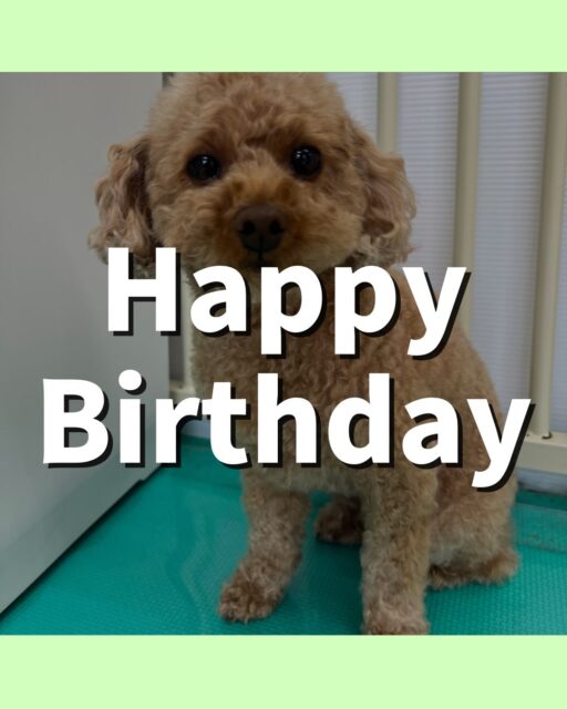 結希ちゃん🐶
お誕生日おめでとうございます🎂👏🏻
スタッフに構って〜と可愛くアピールしたり、やん丸の隣にいて落ち着いている様子でした😊
🐾🐶愛犬のお悩みご相談ください🐶🐾
@kenkohmura_official
↑フォロー待ってます↑
〒955-0091 新潟県三条市上須頃大割428−1
☎︎ 0256-35-3999
✉️ info@kenkohmura.jp
HP: http://kenkohmura.jp
LINE: https://lin.ee/7LIz5sb
#犬幸村#犬の幼稚園 #吠える噛む #犬のしつけ #トイレ
トイプードル トイプードル大好き トイプードル可愛い