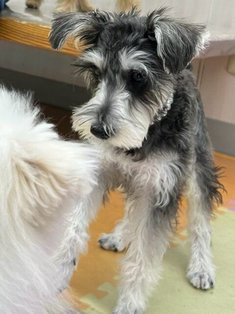 メロちゃん🐶
本日もニコペットのちびっ子達やププちゃん、くーちゃん、ちまきちゃん達と激しい追いかけっこをしたり、みんなで匂いを嗅ぎ合ってコミュニケーションをとったりして非常に楽しそうに過ごしていました🤭
🐾🐶愛犬のお悩みご相談ください🐶🐾
@kenkohmura_official
↑フォロー待ってます↑
〒955-0091 新潟県三条市上須頃大割428−1
☎︎ 0256-35-3999
✉️ info@kenkohmura.jp
HP: http://kenkohmura.jp
LINE: https://lin.ee/7LIz5sb
#犬幸村#犬の幼稚園 #吠える、噛む #犬のしつけ #トイレ
シュナウザーシュナウザー大好きシュナウザー倶楽部シュナウザー可愛い