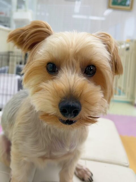 ロンちゃん🐶
今日はメロちゃんのことが気に入ったようで一生懸命匂いを嗅いでいました😆
まるちゃんやメロちゃんと追いかけっこをしたり、ププちゃんと顔を舐め合ったりして楽しそうに過ごしていました💗

🐾🐶愛犬のお悩みご相談ください🐶🐾
@kenkohmura_official
 ↑フォロー待ってます↑

〒955-0091 新潟県三条市上須頃大割４２８−１
☎︎ 0256-35-3999
✉️ info@kenkohmura.jp
HP: http://kenkohmura.jp
LINE: https://lin.ee/7LIz5sb

#犬幸村#犬の幼稚園 #吠える、噛む #犬のしつけ #トイレ
ヨークシャーテリア　ヨーキー　ヨークシャーテリアだいすき