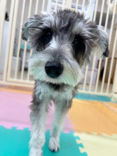 メロちゃん🐶
今日はロンちゃんやマロンちゃんなどと一緒に追いかけっこをして楽しそうでした😆
スタッフに「なでてー」と足でちょんちょんとアピールする姿が可愛かったです💗

🐾🐶愛犬のお悩みご相談ください🐶🐾
@kenkohmura_official
 ↑フォロー待ってます↑

〒955-0091 新潟県三条市上須頃大割４２８−１
☎︎ 0256-35-3999
✉️ info@kenkohmura.jp
HP: http://kenkohmura.jp
LINE: https://lin.ee/7LIz5sb

#犬幸村#犬の幼稚園 #吠える、噛む #犬のしつけ #トイレ
ミニチュアシュナウザー　シュナウザー　シュナ