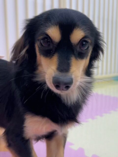 ハニちゃん🐶
今日はまるちゃんやメロちゃんと挨拶をしたり、まるちゃんと追いかけっこをして楽しそうでした😆
最初は少し緊張していましたが、すぐ遊べていて安心しました👏

🐾🐶愛犬のお悩みご相談ください🐶🐾
@kenkohmura_official
 ↑フォロー待ってます↑

〒955-0091 新潟県三条市上須頃大割４２８−１
☎︎ 0256-35-3999
✉️ info@kenkohmura.jp
HP: http://kenkohmura.jp
LINE: https://lin.ee/7LIz5sb

#犬幸村#犬の幼稚園 #吠える、噛む #犬のしつけ #トイレ
ミニチュアダックスフンド　ミニチュアダックス　ダックス