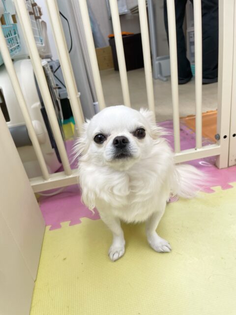 ビビちゃん🐶
今日はまろちゃんやロンちゃんに挨拶をしたり、園内を探検したりしていました😊
お散歩ではこちらの指示に合わせて止まったり、歩いたり上手にしてくれました👏

🐾🐶愛犬のお悩みご相談ください🐶🐾
@kenkohmura_official
 ↑フォロー待ってます↑

〒955-0091 新潟県三条市上須頃大割４２８−１
☎︎ 0256-35-3999
✉️ info@kenkohmura.jp
HP: http://kenkohmura.jp
LINE: https://lin.ee/7LIz5sb

#犬幸村#犬の幼稚園 #吠える、噛む #犬のしつけ #トイレ
チワワ　ちわわ　チワワだいすき