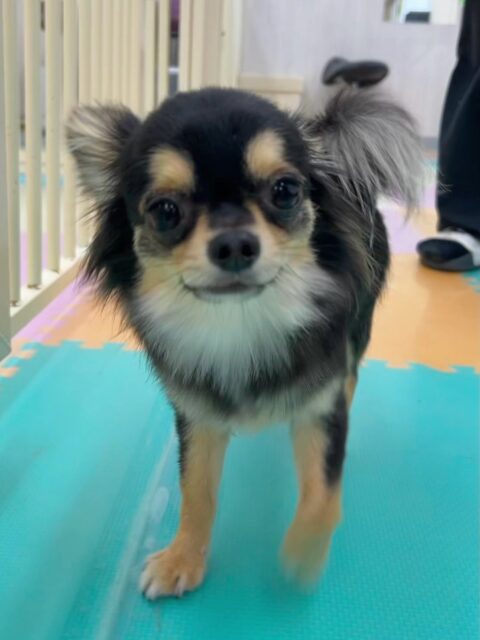 きりまるちゃん&まろちゃん🐶
今日はきりまるちゃんは小さい子とプロレスごっこをして遊んでいました✨
上に乗ってお尻で制圧する姿が可愛かったです🤣
まろちゃんは椅子の下でのんびりしたり、スタッフに甘えたりマイペースに過ごしていました💗

🐾🐶愛犬のお悩みご相談ください🐶🐾
@kenkohmura_official
 ↑フォロー待ってます↑

〒955-0091 新潟県三条市上須頃大割４２８−１
☎︎ 0256-35-3999
✉️ info@kenkohmura.jp
HP: http://kenkohmura.jp
LINE: https://lin.ee/7LIz5sb

#犬幸村#犬の幼稚園 #吠える、噛む #犬のしつけ #トイレ
チワワ　ちわわ　チワワだいすき