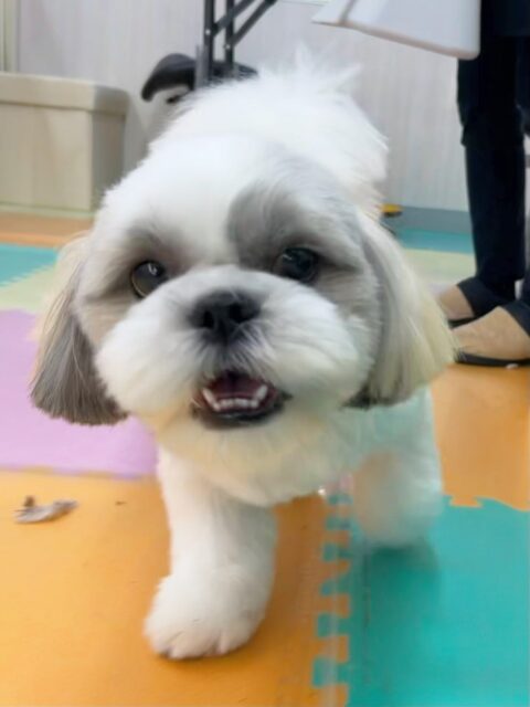 まるちゃん🐶
今日はメロちゃんやロンちゃんと追いかけっこをしたりして楽しそうでした😆
やん丸にかまってもらうために目の前に入り込む姿が可愛かったです💗

🐾🐶愛犬のお悩みご相談ください🐶🐾
@kenkohmura_official
 ↑フォロー待ってます↑

〒955-0091 新潟県三条市上須頃大割４２８−１
☎︎ 0256-35-3999
✉️ info@kenkohmura.jp
HP: http://kenkohmura.jp
LINE: https://lin.ee/7LIz5sb

#犬幸村#犬の幼稚園 #吠える、噛む #犬のしつけ #トイレ
シーズー　しーずー　シーズーだいすき