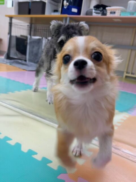 マロンちゃん🐶
今日はきりまるちゃんやポポちゃん、お店の小さい子達とプロレスごっこをしたりメロちゃんと追いかけっこをしたりして楽しそうでした😆
一日中パワフルに走り回っていましま👏

🐾🐶愛犬のお悩みご相談ください🐶🐾
@kenkohmura_official
 ↑フォロー待ってます↑

〒955-0091 新潟県三条市上須頃大割４２８−１
☎︎ 0256-35-3999
✉️ info@kenkohmura.jp
HP: http://kenkohmura.jp
LINE: https://lin.ee/7LIz5sb

#犬幸村#犬の幼稚園 #吠える、噛む #犬のしつけ #トイレ
ミックス犬　mix犬　ミックス犬だいすき