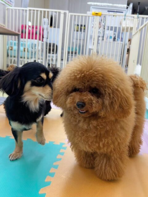 ププちゃん&ポポちゃん🐶
今日はププちゃんはお店の小さい子達に匂いを嗅がれて囲まれたり、ロンちゃんと顔を舐め合ったりしていました😆
ポポちゃんはマロンちゃんやお店の小さい子達と追いかけっこやプロレスごっこをして楽しそうでした😊

🐾🐶愛犬のお悩みご相談ください🐶🐾
@kenkohmura_official
 ↑フォロー待ってます↑

〒955-0091 新潟県三条市上須頃大割４２８−１
☎︎ 0256-35-3999
✉️ info@kenkohmura.jp
HP: http://kenkohmura.jp
LINE: https://lin.ee/7LIz5sb

#犬幸村#犬の幼稚園 #吠える、噛む #犬のしつけ #トイレ
トイプードル　トイプー　ポメラニアン　ポメ