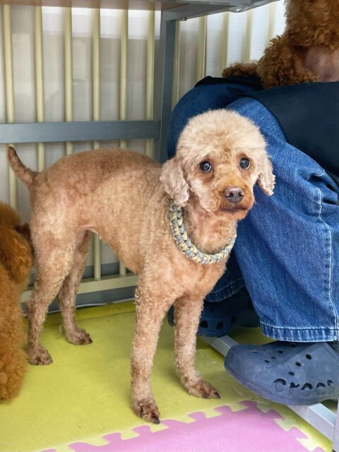 初来園のスモアちゃん&タフィーちゃん&ボネちゃん🐶
今日からお手入れやシャンプー、お散歩などたくさんのことを経験しました😆
お手入れでは苦手意識が強いようだったので少しずつ慣らしていきましょう✨
カットでは苦手な部分がみんなそれぞれ違いましたが頑張ってくれていました👏
シャンプーとお散歩ではみんな少し緊張しながらも上手に出来ていました😊
園内では色んな子達と挨拶をしたり、スタッフに甘えたりしていました💗
🐾🐶愛犬のお悩みご相談ください🐶🐾
@kenkohmura_official
↑フォロー待ってます↑
〒955-0091 新潟県三条市上須頃大割428−1
☎︎ 0256-35-3999
✉️ info@kenkohmura.jp
HP: http://kenkohmura.jp
LINE: https://lin.ee/7LIz5sb
#犬幸村#犬の幼稚園 #吠える、噛む #犬のしつけ #トイレ
トイプードル トイプー といぷー