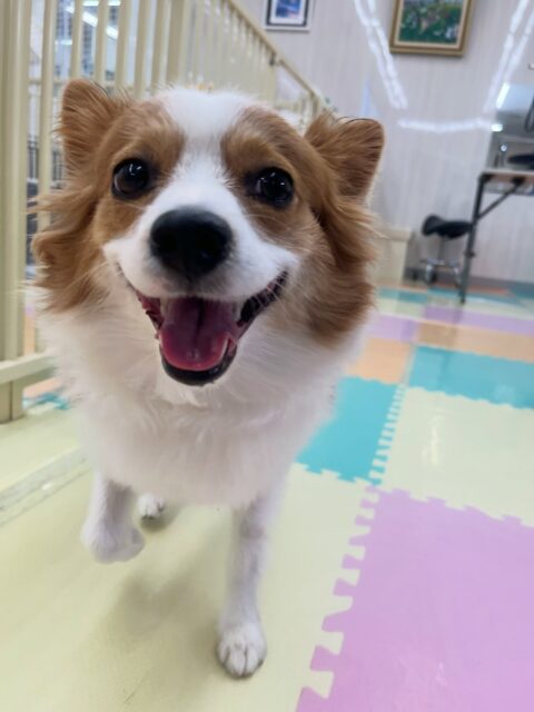 マロンちゃん🐶
ベンにお腹出していたり、仲良しのリラちゃんと隣にくっついてまったり過ごしていました😊
🐾🐶愛犬のお悩みご相談ください🐶🐾
@kenkohmura_official
↑フォロー待ってます↑
〒955-0091 新潟県三条市上須頃大割428−1
☎︎ 0256-35-3999
✉️ info@kenkohmura.jp
HP: http://kenkohmura.jp
LINE: https://lin.ee/7LIz5sb
#犬幸村#犬の幼稚園 #吠える噛む #犬のしつけ #トイレ
パピヨン パピヨン可愛い パピヨン大好き