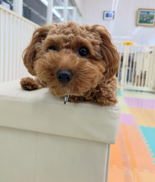 モカちゃん🐶
スタッフと手遊びして遊んだり甘えたりしていました✨️
ボネちゃんやタフィーちゃんと挨拶していました😊
🐾🐶愛犬のお悩みご相談ください🐶🐾
@kenkohmura_official
↑フォロー待ってます↑
〒955-0091 新潟県三条市上須頃大割428−1
☎︎ 0256-35-3999
✉️ info@kenkohmura.jp
HP: http://kenkohmura.jp
LINE: https://lin.ee/7LIz5sb
#犬幸村#犬の幼稚園 #吠える噛む #犬のしつけ #トイレ
トイプードル トイプードル大好き トイプードル可愛い