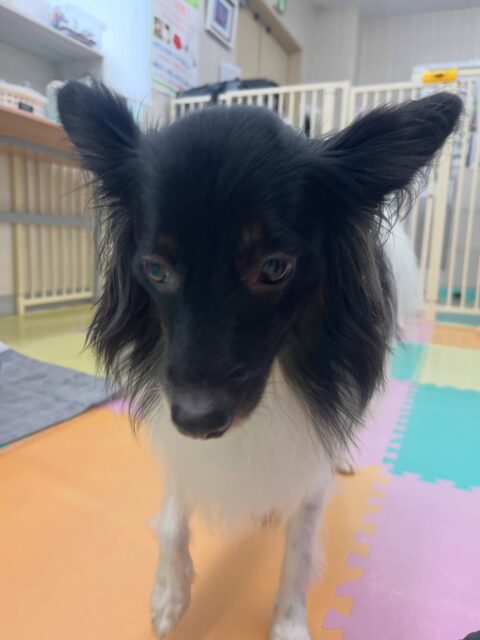 リラちゃん🐶
大好きなマロンちゃんと遊んだり、モカちゃんやゆずちゃんが気になったみたいで匂いを嗅いだりしていました😆
🐾🐶愛犬のお悩みご相談ください🐶🐾
@kenkohmura_official
↑フォロー待ってます↑
〒955-0091 新潟県三条市上須頃大割428−1
☎︎ 0256-35-3999
✉️ info@kenkohmura.jp
HP: http://kenkohmura.jp
LINE: https://lin.ee/7LIz5sb
#犬幸村#犬の幼稚園 #吠える噛む #犬のしつけ #トイレ
ミックス犬 ミックス犬大好き ミックス犬可愛い