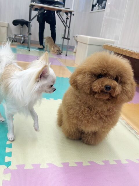 ププちゃん🐶
ココちゃんに気にいられていたり、スモアちゃんやボネちゃんを追いかけたりしていました😆
歯磨きトレーニング開始して10ヶ月経過しました🦷🪥✨
汚れをつけないようにこれからもしっかり頑張りましょう!
🐾🐶愛犬のお悩みご相談ください🐶🐾
@kenkohmura_official
↑フォロー待ってます↑
〒955-0091 新潟県三条市上須頃大割428−1
☎︎ 0256-35-3999
✉️ info@kenkohmura.jp
HP: http://kenkohmura.jp
LINE: https://lin.ee/7LIz5sb
#犬幸村#犬の幼稚園 #吠える噛む #犬のしつけ #トイレ
トイプードル トイプードル大好き トイプードル可愛い
