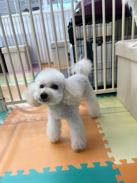 こむぎちゃん🐶
ココちゃんが気になったみたいで匂いを嗅いだりしていました😄
お手入れイヤイヤすることなく上手にできていました👏
🐾🐶愛犬のお悩みご相談ください🐶🐾
@kenkohmura_official
↑フォロー待ってます↑
〒955-0091 新潟県三条市上須頃大割428−1
☎︎ 0256-35-3999
✉️ info@kenkohmura.jp
HP: http://kenkohmura.jp
LINE: https://lin.ee/7LIz5sb
#犬幸村#犬の幼稚園 #吠える噛む #犬のしつけ #トイレ
トイプードル トイプードル大好き トイプードル可愛い