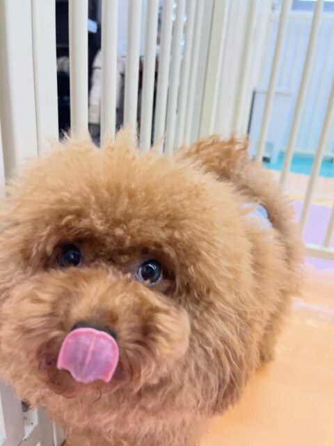 ププちゃん&ポポちゃん🐶
ププちゃんはゆずちゃんに遊びに誘われていました😊
ポポちゃんはゆずちゃんやこむぎちゃんと楽しそうに遊んでいました🎶
ポポちゃん歯磨きトレーニング開始して1ヶ月経過しました🦷🪥✨
これからも頑張りましょう!
🐾🐶愛犬のお悩みご相談ください🐶🐾
@kenkohmura_official
↑フォロー待ってます↑
〒955-0091 新潟県三条市上須頃大割428−1
☎︎ 0256-35-3999
✉️ info@kenkohmura.jp
HP: http://kenkohmura.jp
LINE: https://lin.ee/7LIz5sb
#犬幸村#犬の幼稚園 #吠える噛む #犬のしつけ #トイレ
トイプードル トイプードル大好き ポメラニアン ポメラニアン可愛い