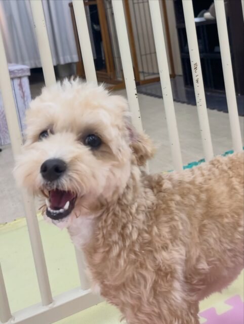初来園のこむぎちゃん🐶
ププちゃんやポポちゃんに遊びに誘われていて、一緒に楽しそうに走り回ったりしていました🎶
お散歩トレーニングでは引っ張っりなく上手に歩いていました👏
🐾🐶愛犬のお悩みご相談ください🐶🐾
@kenkohmura_official
↑フォロー待ってます↑
〒955-0091 新潟県三条市上須頃大割428−1
☎︎ 0256-35-3999
✉️ info@kenkohmura.jp
HP: http://kenkohmura.jp
LINE: https://lin.ee/7LIz5sb
#犬幸村#犬の幼稚園 #吠える噛む #犬のしつけ #トイレ
ミックス犬 ミックス犬大好き ミックス犬可愛い