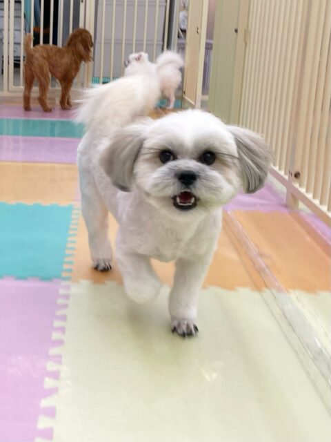 ゆずちゃん🐶
今日はベンと挨拶をしたり、ちょこたんちゃんと追いかけっこをしたりして楽しそうでした😊
スタッフが名前を呼ぶとお尻ごとしっぽを振ってくれて可愛かったです💗
🐾🐶愛犬のお悩みご相談ください🐶🐾
@kenkohmura_official
↑フォロー待ってます↑
〒955-0091 新潟県三条市上須頃大割428−1
☎︎ 0256-35-3999
✉️ info@kenkohmura.jp
HP: http://kenkohmura.jp
LINE: https://lin.ee/7LIz5sb
#犬幸村#犬の幼稚園 #吠える、噛む #犬のしつけ #トイレ
ミックス犬 mix犬 ミックス犬だいすき