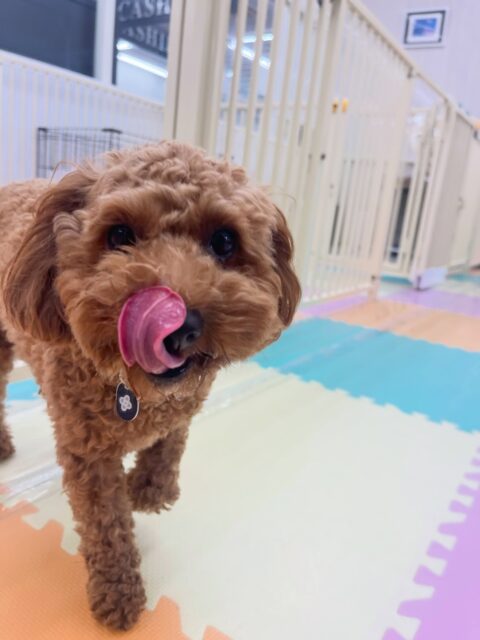 モカちゃん🐶
ナナちゃんに遊びに誘われていてしつこいとやめて!と叱っていました😄
ちょこたんちゃんと上手に挨拶できていました!
🐾🐶愛犬のお悩みご相談ください🐶🐾
@kenkohmura_official
↑フォロー待ってます↑
〒955-0091 新潟県三条市上須頃大割428−1
☎︎ 0256-35-3999
✉️ info@kenkohmura.jp
HP: http://kenkohmura.jp
LINE: https://lin.ee/7LIz5sb
#犬幸村#犬の幼稚園 #吠える噛む #犬のしつけ #トイレ
トイプードル トイプードル大好き トイプードル可愛い