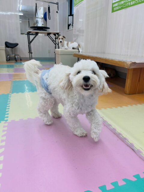 ふうちゃん🐶
仲良しのププちゃんに遊んで〜とアピールしたり、ポポちゃんと仲良く遊んでいました😊
🐾🐶愛犬のお悩みご相談ください🐶🐾
@kenkohmura_official
↑フォロー待ってます↑
〒955-0091 新潟県三条市上須頃大割428−1
☎︎ 0256-35-3999
✉️ info@kenkohmura.jp
HP: http://kenkohmura.jp
LINE: https://lin.ee/7LIz5sb
#犬幸村#犬の幼稚園 #吠える噛む #犬のしつけ #トイレ
ミックス犬 ミックス犬可愛い ミックス犬大好き