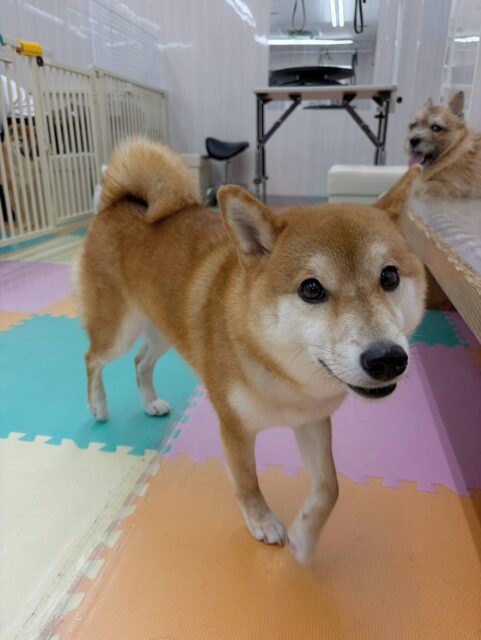 つくしちゃん🐶
ふうちゃんと柵越しでおしゃべりしたり、ベンややん丸にお腹出したりしていました😄
歯磨きトレーニング開始して2年経過しました🦷🪥✨
これからも歯磨き頑張りましょう!
🐾🐶愛犬のお悩みご相談ください🐶🐾
@kenkohmura_official
↑フォロー待ってます↑
〒955-0091 新潟県三条市上須頃大割428−1
☎︎ 0256-35-3999
✉️ info@kenkohmura.jp
HP: http://kenkohmura.jp
LINE: https://lin.ee/7LIz5sb
#犬幸村#犬の幼稚園 #吠える噛む #犬のしつけ #トイレ
柴犬 柴犬大好き 柴犬可愛い
