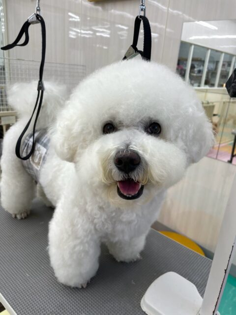 大吉ちゃん🐶
体験に来たこと激しくおしゃべりしていました😊
カットやお手入れ上手にさせてくれていました👏
🐾🐶愛犬のお悩みご相談ください🐶🐾
@kenkohmura_official
↑フォロー待ってます↑
〒955-0091 新潟県三条市上須頃大割428−1
☎︎ 0256-35-3999
✉️ info@kenkohmura.jp
HP: http://kenkohmura.jp
LINE: https://lin.ee/7LIz5sb
#犬幸村#犬の幼稚園 #吠える噛む #犬のしつけ #トイレ
ビションフリーゼ ビションフリーゼ可愛い ビションフリーゼ大好き