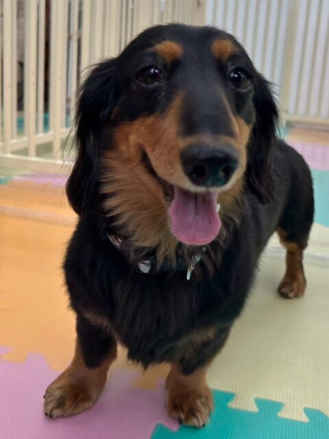 クッキーちゃん🐶
スモアちゃんが気に入ったみたいで追いかけたりしていて楽しそうでした🎶
いつもより沢山走り回って疲れたのか午後からはまったり過ごしていました😁
🐾🐶愛犬のお悩みご相談ください🐶🐾
@kenkohmura_official
↑フォロー待ってます↑
〒955-0091 新潟県三条市上須頃大割428−1
☎︎ 0256-35-3999
✉️ info@kenkohmura.jp
HP: http://kenkohmura.jp
LINE: https://lin.ee/7LIz5sb
#犬幸村#犬の幼稚園 #吠える噛む #犬のしつけ #トイレ
ミニチュアダックスフンド ミニチュアダックスフンド可愛い ミニチュアダックスフンド大好き