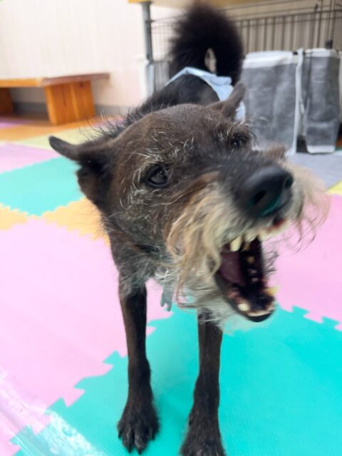 小乃輔ちゃん🐶
スタッフに特にのヒップアタックであまえたり、やん丸と激しくおしゃべりしていました😁
🐾🐶愛犬のお悩みご相談ください🐶🐾
@kenkohmura_official
↑フォロー待ってます↑
〒955-0091 新潟県三条市上須頃大割428−1
☎︎ 0256-35-3999
✉️ info@kenkohmura.jp
HP: http://kenkohmura.jp
LINE: https://lin.ee/7LIz5sb
#犬幸村#犬の幼稚園 #吠える噛む #犬のしつけ #トイレ
ミックス犬 ミックス犬大好き ミックス犬可愛い