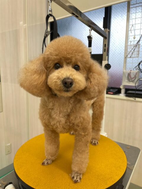 ポコちゃん🐶
ナナちゃんと楽しそうに遊んだり、体験に来たことおしゃべりしていました☺️
お散歩トレーニングでは頑張って歩いていました✨️
🐾🐶愛犬のお悩みご相談ください🐶🐾
@kenkohmura_official
↑フォロー待ってます↑
〒955-0091 新潟県三条市上須頃大割428−1
☎︎ 0256-35-3999
✉️ info@kenkohmura.jp
HP: http://kenkohmura.jp
LINE: https://lin.ee/7LIz5sb
#犬幸村#犬の幼稚園 #吠える噛む #犬のしつけ #トイレ
トイプードル トイプードル大好き トイプードル可愛い