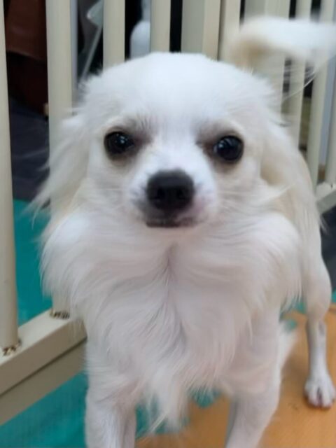 ココちゃん🐶
こむぎちゃんとおしゃべりしたり、ププちゃんが気に入ったのか追いかけたりしていました😊
🐾🐶愛犬のお悩みご相談ください🐶🐾
@kenkohmura_official
↑フォロー待ってます↑
〒955-0091 新潟県三条市上須頃大割428−1
☎︎ 0256-35-3999
✉️ info@kenkohmura.jp
HP: http://kenkohmura.jp
LINE: https://lin.ee/7LIz5sb
#犬幸村#犬の幼稚園 #吠える噛む #犬のしつけ #トイレ
チワワ チワワ可愛い チワワ大好き
