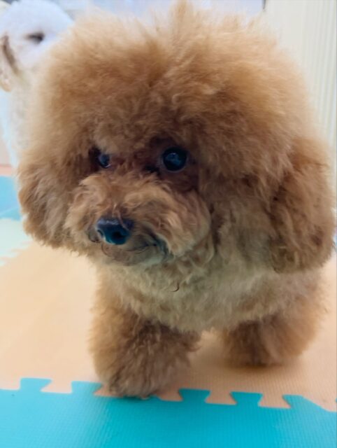 ププちゃん&ポポちゃん🐶
ププちゃんとポポちゃん2頭ともふうちゃんと仲良しで楽しそうに遊んだり、走り回っていました🎶
体験に来たことも楽しそうに遊んでいました🙌
🐾🐶愛犬のお悩みご相談ください🐶🐾
@kenkohmura_official
↑フォロー待ってます↑
〒955-0091 新潟県三条市上須頃大割428−1
☎︎ 0256-35-3999
✉️ info@kenkohmura.jp
HP: http://kenkohmura.jp
LINE: https://lin.ee/7LIz5sb
#犬幸村#犬の幼稚園 #吠える噛む #犬のしつけ #トイレ
トイプードル トイプードル大好き ポメラニアン ポメラニアン可愛い