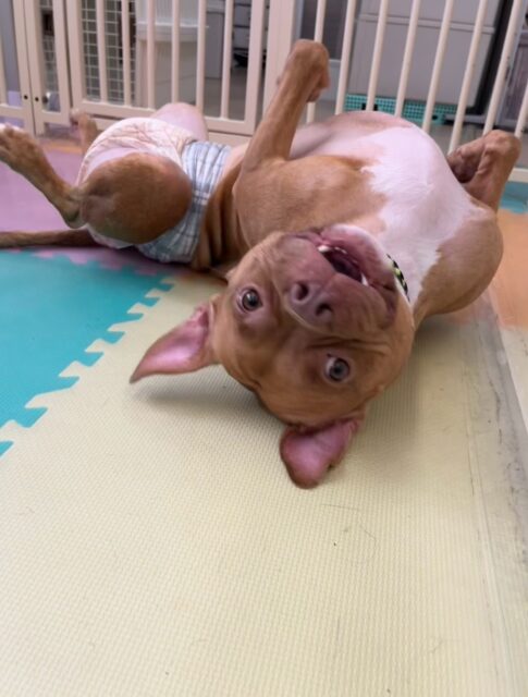 BOSSちゃん🐶
本日も独特な遊びの誘い方をしたり、ポポちゃんやコロンちゃん、らぶちゃん達の自分より体の小さい子達と上手にたくさん遊んで過ごしていました👏
🐾🐶愛犬のお悩みご相談ください🐶🐾
@kenkohmura_official
↑フォロー待ってます↑
〒955-0091 新潟県三条市上須頃大割428−1
☎︎ 0256-35-3999
✉️ info@kenkohmura.jp
HP: http://kenkohmura.jp
LINE: https://lin.ee/7LIz5sb
#犬幸村#犬の幼稚園 #吠える、噛む #犬のしつけ #トイレ
ミックスミックス犬ミックス犬可愛いミックス犬大好きミックス犬倶楽部