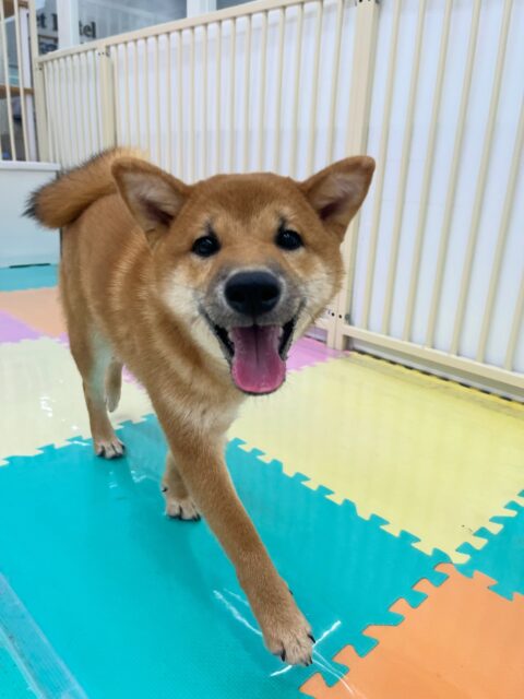 幼稚園体験に来てくれました🐶
色んな子を遊びに誘っていて楽しそうに走り回っていました🎶
大吉ちゃんと激しくおしゃべりしていました😊
🐾🐶愛犬のお悩みご相談ください🐶🐾
@kenkohmura_official
↑フォロー待ってます↑
〒955-0091 新潟県三条市上須頃大割428−1
☎︎ 0256-35-3999
✉️ info@kenkohmura.jp
HP: http://kenkohmura.jp
LINE: https://lin.ee/7LIz5sb
#犬幸村#犬の幼稚園 #吠える噛む #犬のしつけ #トイレ
柴犬 柴犬可愛い 柴犬大好き