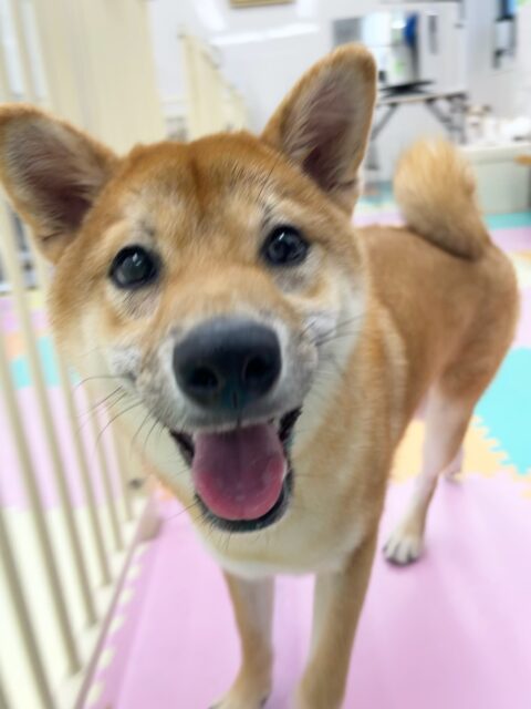 幼稚園体験に来てくれました🐶
1頭目子は最初から色んな子を遊びに誘っていて、楽しそうに走り回っていました🎶
2頭目の子は最初緊張していましたがなれてきたらポポちゃんと楽しそうに遊べていました✨️
🐾🐶愛犬のお悩みご相談ください🐶🐾
@kenkohmura_official
↑フォロー待ってます↑
〒955-0091 新潟県三条市上須頃大割428−1
☎︎ 0256-35-3999
✉️ info@kenkohmura.jp
HP: http://kenkohmura.jp
LINE: https://lin.ee/7LIz5sb
#犬幸村#犬の幼稚園 #吠える噛む #犬のしつけ #トイレ
柴犬 柴犬大好き ミックス犬 ミックス犬可愛い