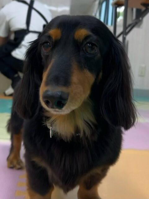 クッキーちゃん🐶
本日はいろんな子達から遊びを誘われたり、匂いを嗅がれたり、挨拶をされたりと大人気のクッキーちゃん‼️上手くかわしてスタッフのところまで駆け足で来てくれました😍
🐾🐶愛犬のお悩みご相談ください🐶🐾
@kenkohmura_official
↑フォロー待ってます↑
〒955-0091 新潟県三条市上須頃大割428−1
☎︎ 0256-35-3999
✉️ info@kenkohmura.jp
HP: http://kenkohmura.jp
LINE: https://lin.ee/7LIz5sb
#犬幸村#犬の幼稚園 #吠える、噛む #犬のしつけ #トイレ
ダックスダックス可愛いダックス倶楽部ダックス可愛いすぎるダックス大好き