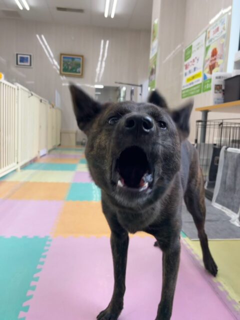 夏紬ちゃん&らぶちゃん🐶
本日夏紬ちゃんが歯磨きトレーニングを開始して1年5ヶ月が経ちました🦷
歯の状態はかなりキープできていると思います‼️このまま頑張ってキープしていけるようにしましょう✊
園内で夏紬ちゃんは忙しそうに園内の匂いを嗅いで、他の子達の匂いを嗅いで、お話をしながらワンプロをして、走り回ったりを1日中繰り返して過ごしていました🤭
らぶちゃんはBOSSちゃんやニコペットのミックスの子、ププちゃん達とずーっと激しいワンプロを仕掛けあったり、みんなで走り回ったりして楽しそうに過ごしていました👍
🐾🐶愛犬のお悩みご相談ください🐶🐾
@kenkohmura_official
↑フォロー待ってます↑
〒955-0091 新潟県三条市上須頃大割428−1
☎︎ 0256-35-3999
✉️ info@kenkohmura.jp
HP: http://kenkohmura.jp
LINE: https://lin.ee/7LIz5sb
#犬幸村#犬の幼稚園 #吠える、噛む #犬のしつけ #トイレ
甲斐犬甲斐犬大好きミックスミックス倶楽部