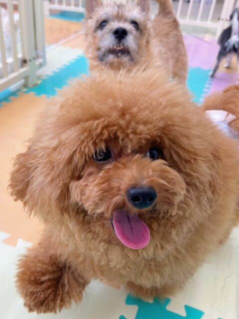 ププちゃん🐶
今日はお店の小さい子達とプロレスごっこや追いかけっこをしたりしていました😊
あずきちゃんのことが気に入ったようで一日中追いかけてラブアタックしていました😆
🐾🐶愛犬のお悩みご相談ください🐶🐾
@kenkohmura_official
↑フォロー待ってます↑
〒955-0091 新潟県三条市上須頃大割428−1
☎︎ 0256-35-3999
✉️ info@kenkohmura.jp
HP: http://kenkohmura.jp
LINE: https://lin.ee/7LIz5sb
#犬幸村#犬の幼稚園 #吠える、噛む #犬のしつけ #トイレ
トイプードル トイプー といぷー