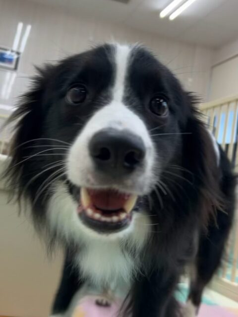 カイちゃん🐶
本日は歯磨きトレーニングを開始して2年が経ちました🦷
歯の状態は少し汚れがつきましたがまだかなり綺麗なのでこれ以上汚れをつけないように頑張っていきましょう✊
園内ではポッケちゃんやポポちゃん、幸ちゃん達と匂いを嗅ぎ合ってみたり、挨拶をしあったりして過ごしていました🤭
柵越しにはBOSSちゃんや夏紬ちゃん達にたくさん話しかけられましたが、綺麗にスルーをしていました🤣
🐾🐶愛犬のお悩みご相談ください🐶🐾
@kenkohmura_official
↑フォロー待ってます↑
〒955-0091 新潟県三条市上須頃大割428−1
☎︎ 0256-35-3999
✉️ info@kenkohmura.jp
HP: http://kenkohmura.jp
LINE: https://lin.ee/7LIz5sb
#犬幸村#犬の幼稚園 #吠える、噛む #犬のしつけ #トイレ
ボーダーコリーボーダーコリー可愛いボーダーコリー大好き
