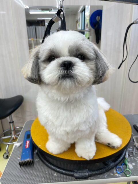 マルちゃん🐶
本日は朝からお帰りまでずーっとぽん太と走り回ったり、激しいワンプロを仕掛けあったりして非常に楽しんでくれていました🤭
遊びすぎてシャンプー終わりのボックスドライヤーではかなり疲れたのか爆睡の様子でした🤣
🐾🐶愛犬のお悩みご相談ください🐶🐾
@kenkohmura_official
↑フォロー待ってます↑
〒955-0091 新潟県三条市上須頃大割428−1
☎︎ 0256-35-3999
✉️ info@kenkohmura.jp
HP: http://kenkohmura.jp
LINE: https://lin.ee/7LIz5sb
#犬幸村#犬の幼稚園 #吠える、噛む #犬のしつけ #トイレ
シーズーシーズー大好きシーズー倶楽部シーズー可愛いすぎるシーズー可愛い