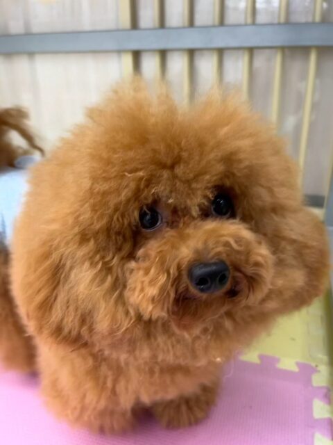 ププちゃん&ポポちゃん🐶
本日ププちゃんはラブちゃんがすごく気に入ったようでずーっとアタックしたり、遊びを誘ってみたりして過ごしていました🤭
ポポちゃんは相変わらず楽しそうに園内を大爆走したり、ニコペットのちびっ子達の激しいワンプロをしたりして楽しんでいました🤭
🐾🐶愛犬のお悩みご相談ください🐶🐾
@kenkohmura_official
↑フォロー待ってます↑
〒955-0091 新潟県三条市上須頃大割428−1
☎︎ 0256-35-3999
✉️ info@kenkohmura.jp
HP: http://kenkohmura.jp
LINE: https://lin.ee/7LIz5sb
#犬幸村#犬の幼稚園 #吠える、噛む #犬のしつけ #トイレ
トイプートイプー可愛いポメラニアンポメラニアン大好き
