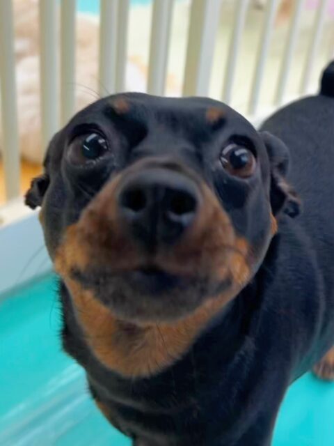 クールちゃん&カノアちゃん🐶
歯磨きトレーニング開始から約2年3ヶ月ほどが経過しました🪥健康な歯を保てているのでこの調子で続けていきましょう🦷✨
園内ではクールちゃんは色んな子の匂いを嗅いたりしていました😊カノアちゃんはやん丸と仲良く遊んでいました😆
🐾🐶愛犬のお悩みご相談ください🐶🐾
@kenkohmura_official
↑フォロー待ってます↑
〒955-0091 新潟県三条市上須頃大割428−1
☎︎ 0256-35-3999
✉️ info@kenkohmura.jp
HP: http://kenkohmura.jp
LINE: https://lin.ee/7LIz5sb
#犬幸村#犬の幼稚園 #吠える、噛む #犬のしつけ #トイレ
ミニチュアピンシャー ミニピン ミックス犬 mix犬