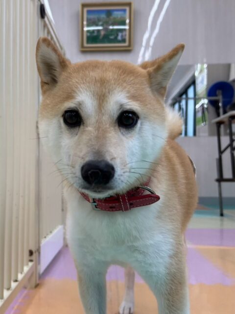 寅丸ちゃん🐶
本日歯磨きトレーニングを開始して2年が経ちました🪥
歯の状態は少し汚れがつき始めて来ています‼️歯と歯茎の間を重点的に磨いてこれ以上汚れがつかないように頑張りましょう✊
園内ではBOSSちゃんや夏紬ちゃん達とみんなで走り回ったり、激しいお話し合いをしたり、コロンちゃんやらぶちゃん達を遊びに誘ってみたりして上手にコミュニケーションをとって過ごしていました👍
🐾🐶愛犬のお悩みご相談ください🐶🐾
@kenkohmura_official
↑フォロー待ってます↑
〒955-0091 新潟県三条市上須頃大割428−1
☎︎ 0256-35-3999
✉️ info@kenkohmura.jp
HP: http://kenkohmura.jp
LINE: https://lin.ee/7LIz5sb
#犬幸村#犬の幼稚園 #吠える、噛む #犬のしつけ #トイレ
豆柴豆柴可愛い豆柴大好き柴犬倶楽部柴犬可愛いすぎる