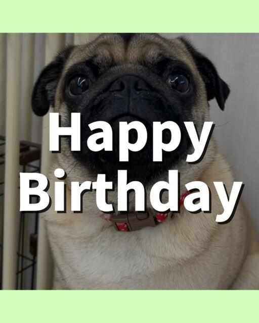 ブーちゃん🐶
お誕生日おめでとうございます🎂👏🏻
BOSSちゃんと楽しそうに遊んでいたり、夏紬ちゃんと柵越しでおしゃべりしたりしていました🎶
🐾🐶愛犬のお悩みご相談ください🐶🐾
@kenkohmura_official
↑フォロー待ってます↑
〒955-0091 新潟県三条市上須頃大割428−1
☎︎ 0256-35-3999
✉️ info@kenkohmura.jp
HP: http://kenkohmura.jp
LINE: https://lin.ee/7LIz5sb
#犬幸村#犬の幼稚園 #吠える噛む #犬のしつけ #トイレ
パグ パグ可愛い パグ大好き
