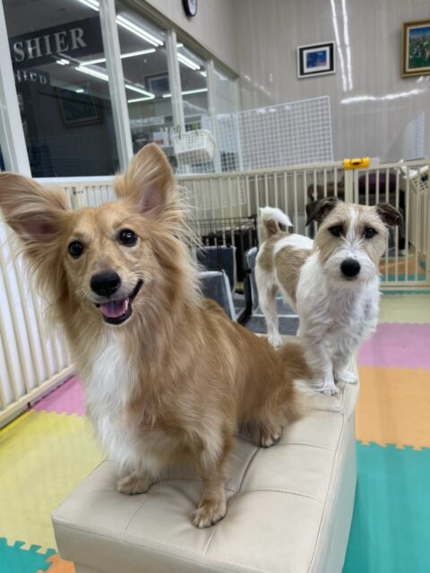 ココアちゃん🐶
本日はブーちゃんやポポちゃん達を遊びに誘ってみたり、みんなと仲良く走り回ったり、追いかけっこをしたりして過ごしていました🤭
🐾🐶愛犬のお悩みご相談ください🐶🐾
@kenkohmura_official
↑フォロー待ってます↑
〒955-0091 新潟県三条市上須頃大割428−1
☎︎ 0256-35-3999
✉️ info@kenkohmura.jp
HP: http://kenkohmura.jp
LINE: https://lin.ee/7LIz5sb
#犬幸村#犬の幼稚園 #吠える、噛む #犬のしつけ #トイレ
ミックスミックス可愛いミックス大好きミックス倶楽部