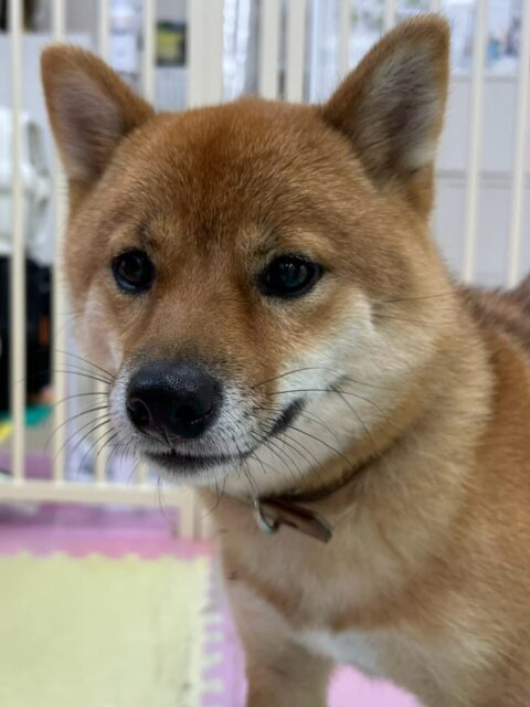 コロンちゃん🐶
本日歯磨きトレーニングを開始して2年1ヶ月が経ちました
歯の状態は少し汚れがつきましたが、かなり綺麗にキープされているようです‼️これ以上汚れをつけないように継続を意識して頑張りましょう✊
園内ではBOSSちゃんにかなり気に入られたようでいっぱいかまってアピールをされてなんだよ‼️と言ったり、寅丸ちゃんと激しいお話し合いをしたりして過ごしていました🤭
🐾🐶愛犬のお悩みご相談ください🐶🐾
@kenkohmura_official
↑フォロー待ってます↑
〒955-0091 新潟県三条市上須頃大割428−1
☎︎ 0256-35-3999
✉️ info@kenkohmura.jp
HP: http://kenkohmura.jp
LINE: https://lin.ee/7LIz5sb
#犬幸村#犬の幼稚園 #吠える、噛む #犬のしつけ #トイレ
柴犬柴犬可愛い柴犬可愛いすぎる柴犬大好き柴犬倶楽部
