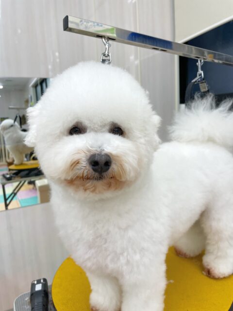 よもぎちゃん🐶
今日はやん丸に挨拶をしたり、園内をのんびり探検したりしていました😊
冬に向けてもこもこになってきたよもぎちゃん、可愛さ倍増ですね💗
🐾🐶愛犬のお悩みご相談ください🐶🐾
@kenkohmura_official
↑フォロー待ってます↑
〒955-0091 新潟県三条市上須頃大割428−1
☎︎ 0256-35-3999
✉️ info@kenkohmura.jp
HP: http://kenkohmura.jp
LINE: https://lin.ee/7LIz5sb
#犬幸村#犬の幼稚園 #吠える、噛む #犬のしつけ #トイレ
ミックス犬 mix犬 ミックス犬だいすき