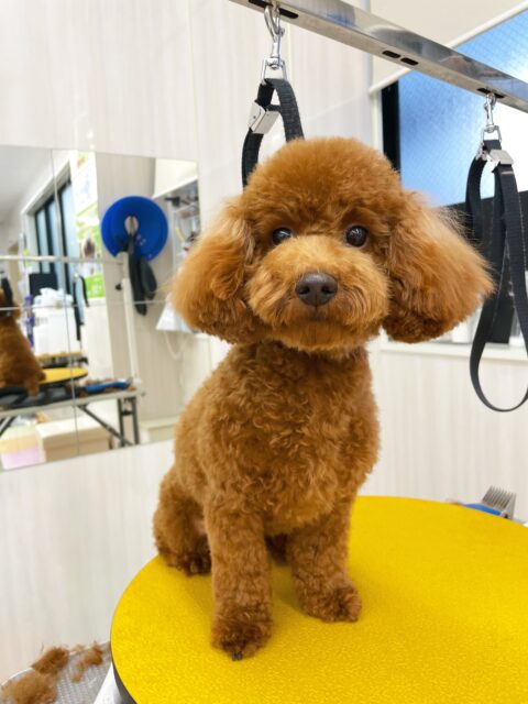 茶々丸ちゃん🐶
今日はマロンちゃんやぽん太と追いかけっこをしたり、プロレスごっこをして楽しそうでした😊
カットではまだ苦手意識があるようで「遊びたいよー」と言いながら頑張ってくれました👏
🐾🐶愛犬のお悩みご相談ください🐶🐾
@kenkohmura_official
↑フォロー待ってます↑
〒955-0091 新潟県三条市上須頃大割428−1
☎︎ 0256-35-3999
✉️ info@kenkohmura.jp
HP: http://kenkohmura.jp
LINE: https://lin.ee/7LIz5sb
#犬幸村#犬の幼稚園 #吠える、噛む #犬のしつけ #トイレ
トイプードル トイプー といぷー