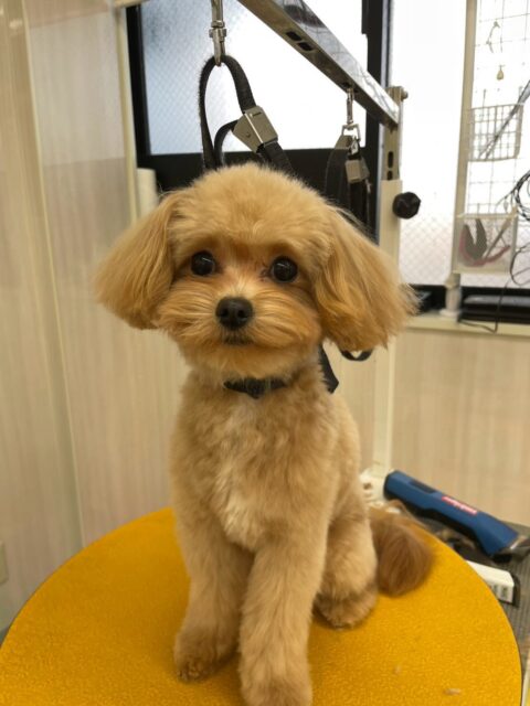 あずきちゃん🐶
本日はいろんな子達にモテモテなあずきちゃん‼️ププちゃん、マロンちゃん、ニコペットのちびっ子達やココちゃん、茶々丸ちゃん達にずーっと匂いを嗅がれたり、たくさんアピールをされたりして忙しそうでした🤭
🐾🐶愛犬のお悩みご相談ください🐶🐾
@kenkohmura_official
↑フォロー待ってます↑
〒955-0091 新潟県三条市上須頃大割428−1
☎︎ 0256-35-3999
✉️ info@kenkohmura.jp
HP: http://kenkohmura.jp
LINE: https://lin.ee/7LIz5sb
#犬幸村#犬の幼稚園 #吠える、噛む #犬のしつけ #トイレ
ミックスミックス犬ミックス犬大好きミックス犬倶楽部
